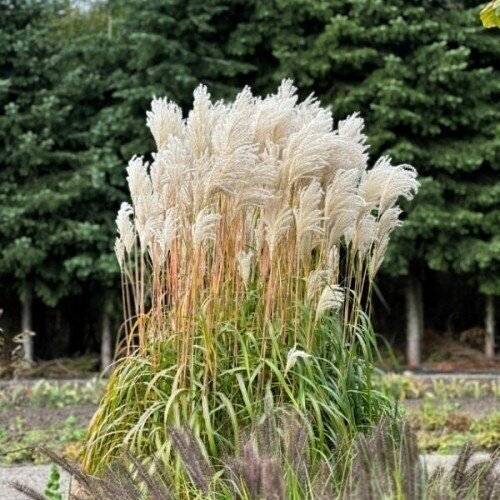 Chinese Silver Grass 'Ballerina' C5