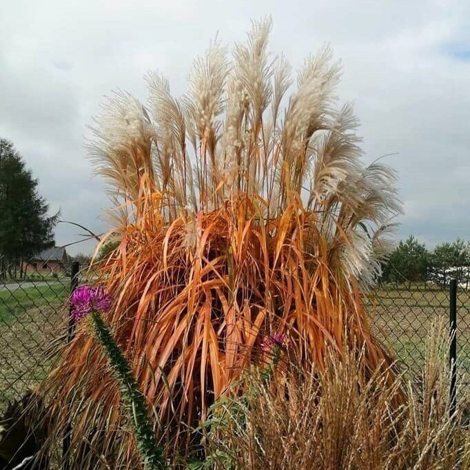 Chinese Silver Grass 'Ballerina' C5 1 Chinese Silver Grass 'Ballerina' C5 1