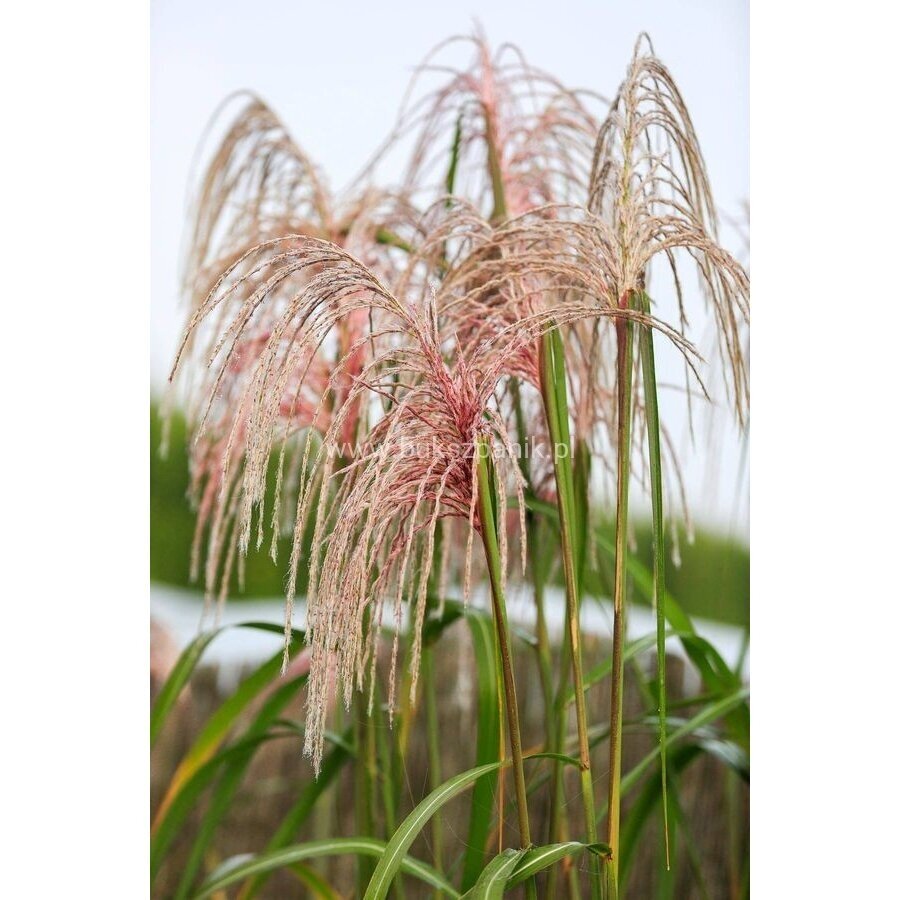 Elephant grass 'Meidl' C5 Elephant grass 'Meidl' C5