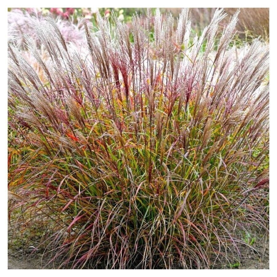 Korean uksae 'Purple Prince' C2 Korean uksae 'Purple Prince' C2