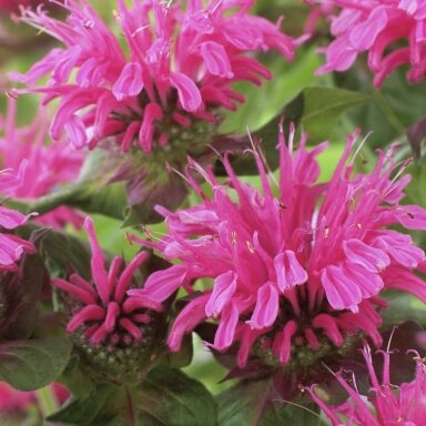 Monarda 'Pink Lace' C2