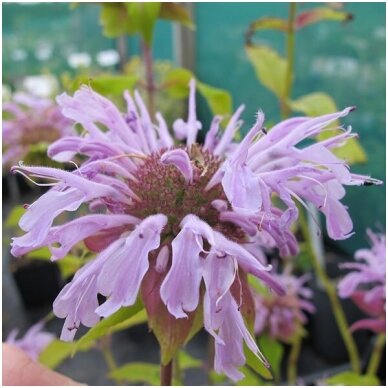 Monarda 'Elsie's levander' C2 Monarda 'Elsie's levander' C2