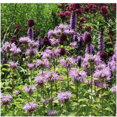 Monarda 'Elsie's levander' C2 1 Monarda 'Elsie's levander' C2 1