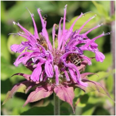 Monarda 'Violet Queen' C2 Monarda 'Violet Queen' C2