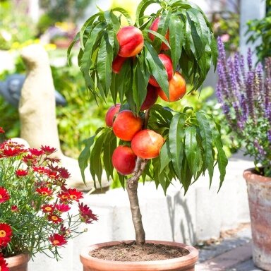 Nectarine C10