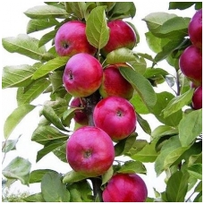 Obelis koloninė (rudeninė) 'Džin' C5