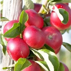 Obelis koloninė (rudeninė) 'Elina', C5