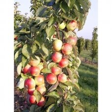 Obelis koloninė (rudeninė-žieminė) 'Mango' C5