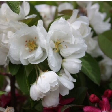 Apple 'Madonna', C5