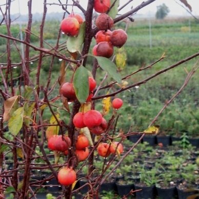 Apple 'Madonna', C5 1