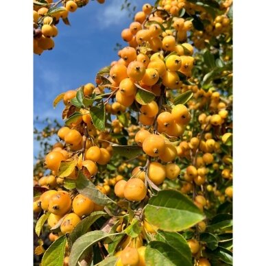 Obelis 'Yellow Siberian' C5 Obelis 'Yellow Siberian' C5