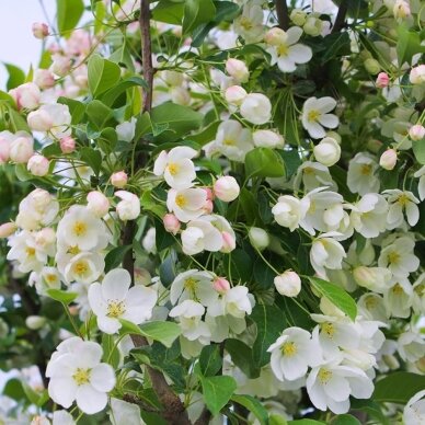 Obelis 'Yellow Siberian' C5 1 Obelis 'Yellow Siberian' C5 1