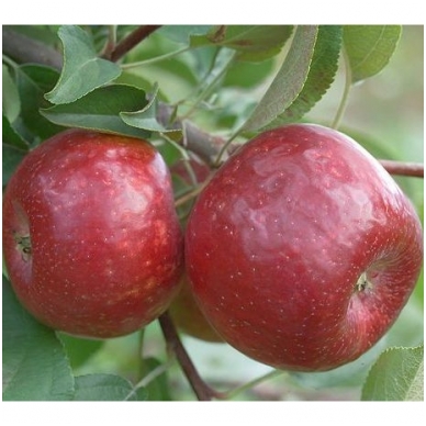 Apple 'Connel red' C5