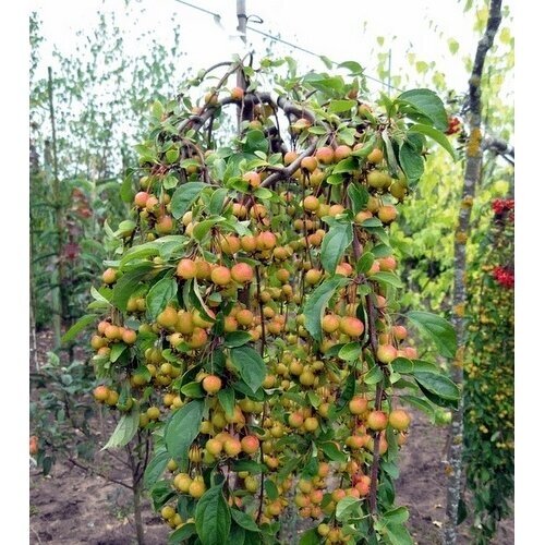 Scheidecker Crabapple 'Pendula' C10, Pa Scheidecker Crabapple 'Pendula' C10, Pa