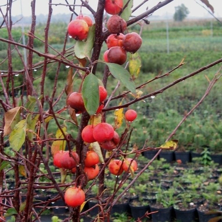 Apple 'Madonna', C5 1 Apple 'Madonna', C5 1