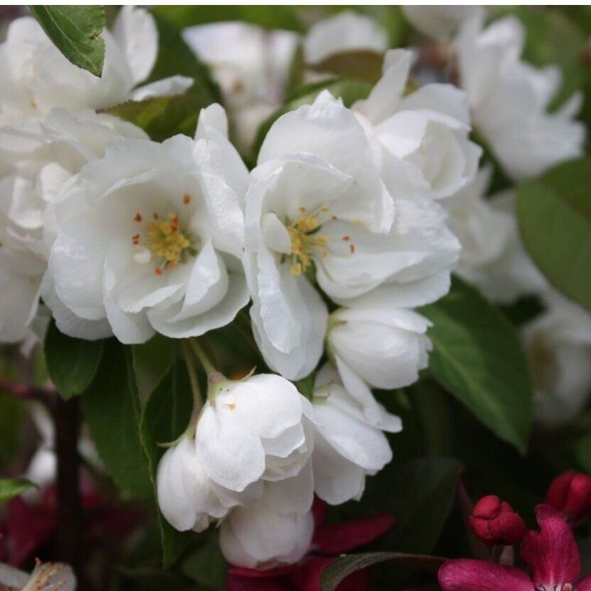 Apple 'Madonna', C5