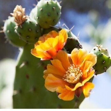 Prickly Pear C1 1 Prickly Pear C1 1