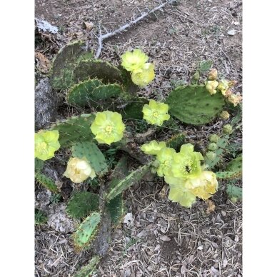 Opuntia atrispina C2 1 Opuntia atrispina C2 1