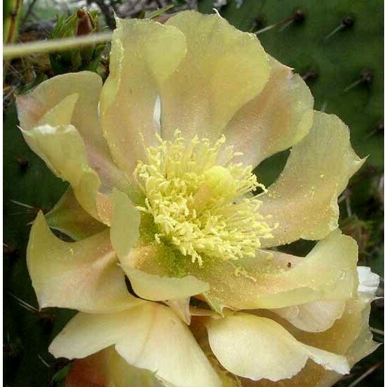 Opuntia atrispina C2 2 Opuntia atrispina C2 2
