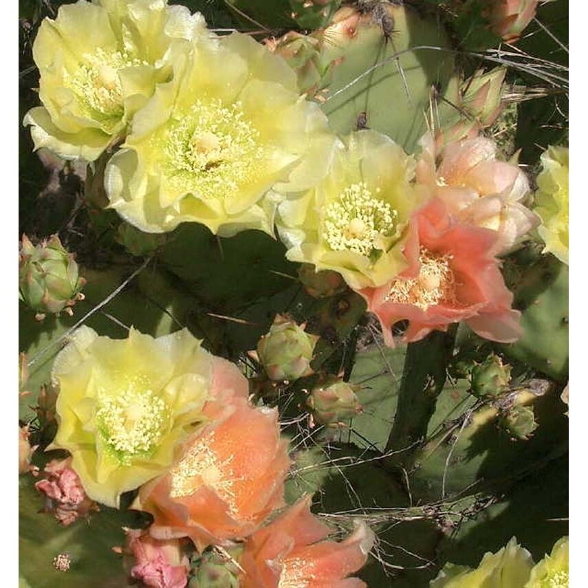 Opuntia atrispina C2