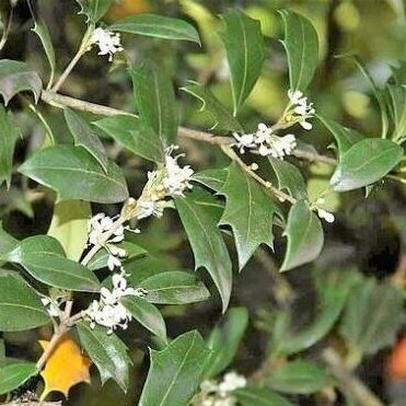 Holly Osmanthus C2