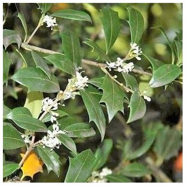 Osmanthus heterophyllus C2