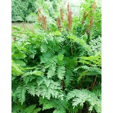 Osmunda karališkoji (papartis) C10 Osmunda karališkoji (papartis) C10
