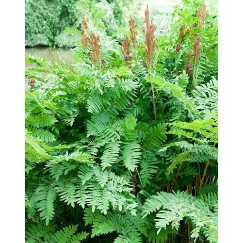 Osmunda karališkoji (papartis) C10 Osmunda karališkoji (papartis) C10