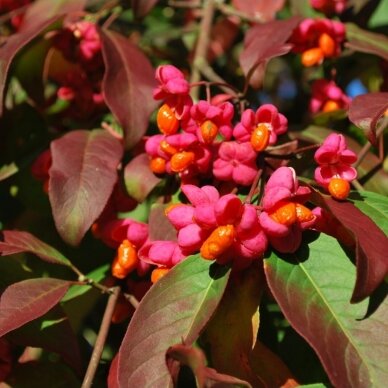 Spindle 'Red Cascade' C2