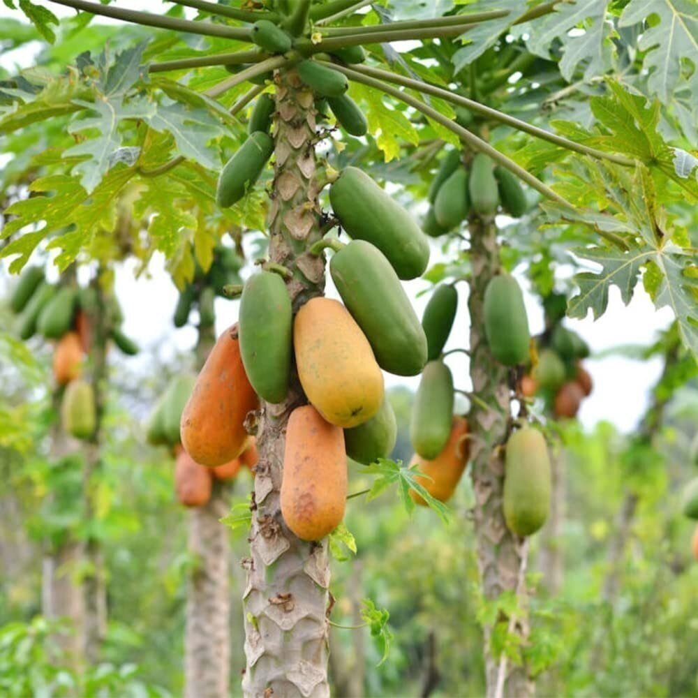 Papaya C15 1 Papaya C15 1
