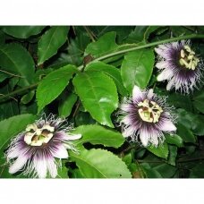 Pasiflora kvapioji var. Purple (Marakuja) P9