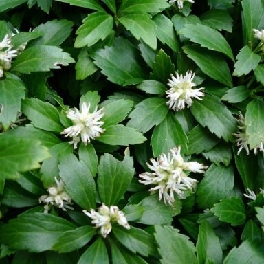 Pachisandra viršūninė 'Green Sheen' C2