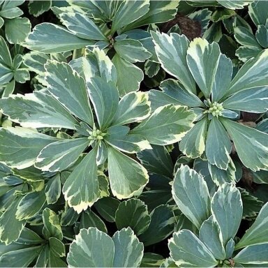 Pachisandra viršūninė 'Variegata' C2