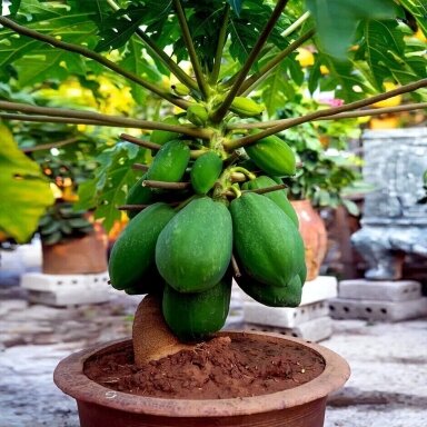 Papajinis melionmedis Papaja C4-5