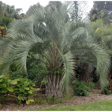 Palmė Butia eriospatha C25-30 Palmė Butia eriospatha C25-30