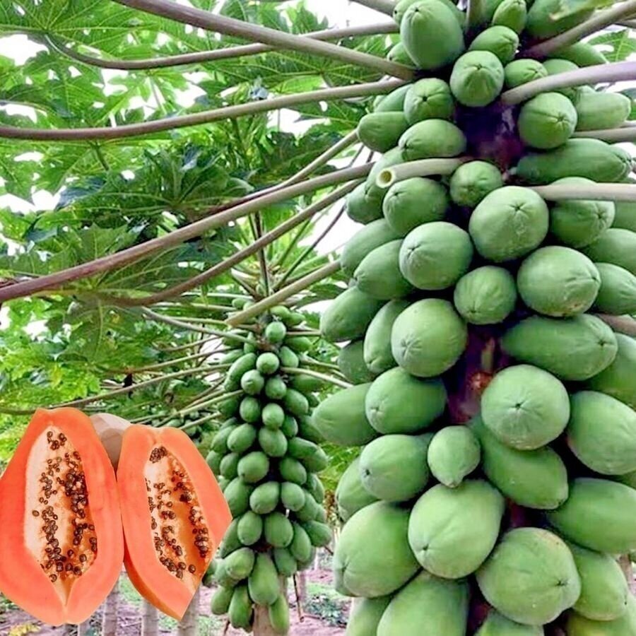 Papaya C15