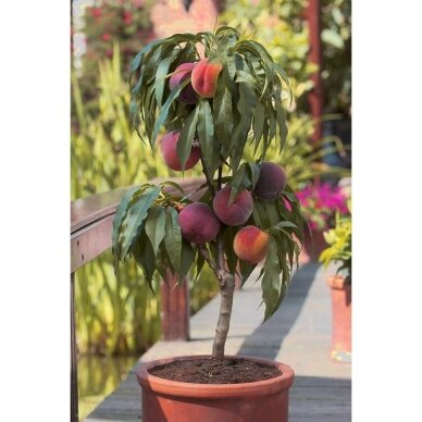 Persikas nykštukinis (žalialapis) C10 Persikas nykštukinis (žalialapis) C10