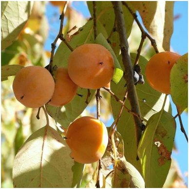 American persimmon C10 American persimmon C10