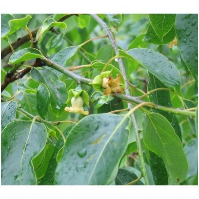 American persimmon C10 1 American persimmon C10 1