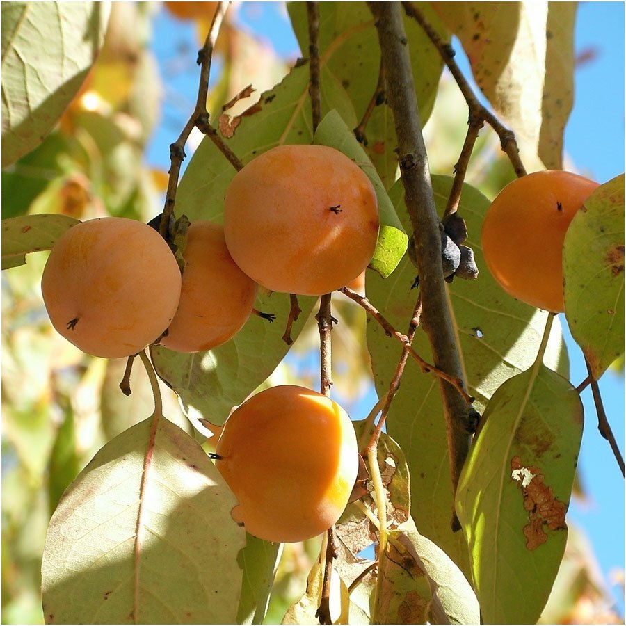 American persimmon C10 American persimmon C10