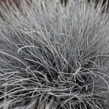 Festuca glauca 'Eisvogel' C2 Festuca glauca 'Eisvogel' C2