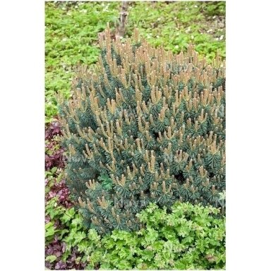 Pinus mugo 'Heinis Triumph' C20