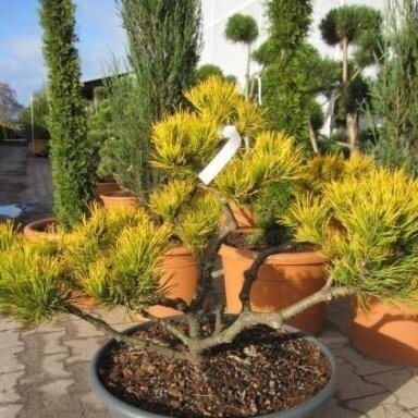 Pinus mugo 'Winter Gold' C45 (formuota)