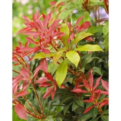 Pieris japoninis (bereinutis) 'Mountain Fire' C2 1