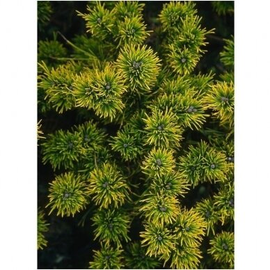Pinus mugo 'Carsten's Wintergold' C60 1 Pinus mugo 'Carsten's Wintergold' C60 1