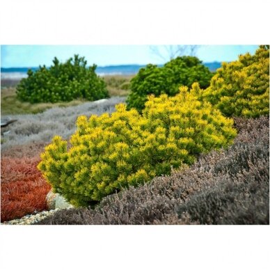 Pinus mugo 'Winter Gold' C30 Pinus mugo 'Winter Gold' C30