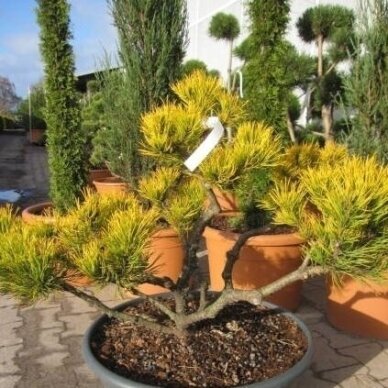 Pinus mugo 'Winter Gold' C45 (formuota) Pinus mugo 'Winter Gold' C45 (formuota)