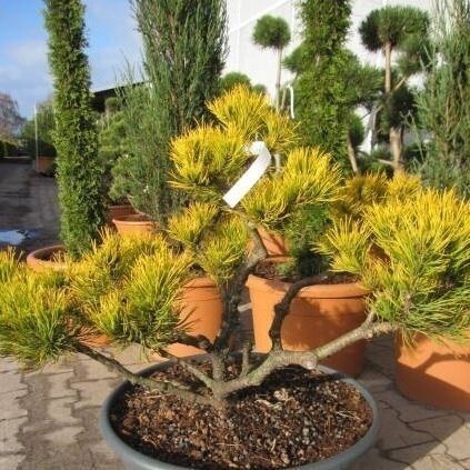 Pinus mugo 'Winter Gold' C45 (formuota) Pinus mugo 'Winter Gold' C45 (formuota)