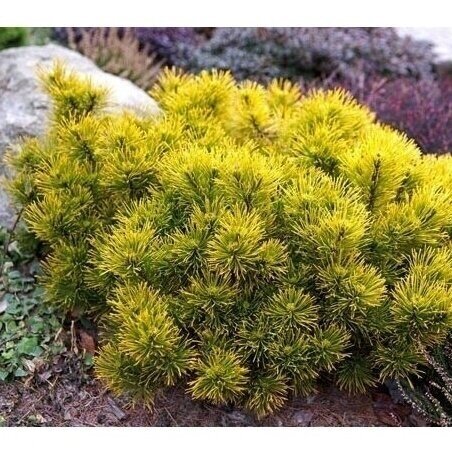 Pinus mugo 'Carsten's Wintergold' C60 Pinus mugo 'Carsten's Wintergold' C60