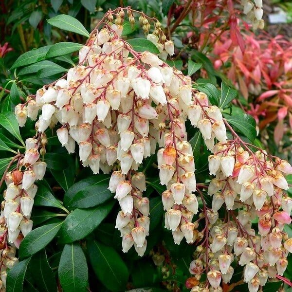 Pieris japoninis (bereinutis) 'Mountain Fire' C2